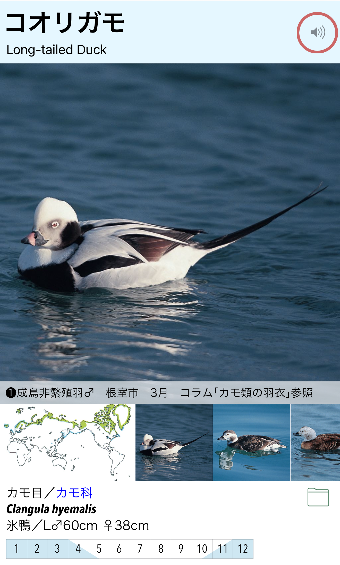 基本的な使い方